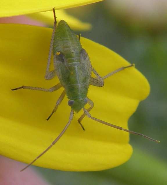 Larva di Miridae